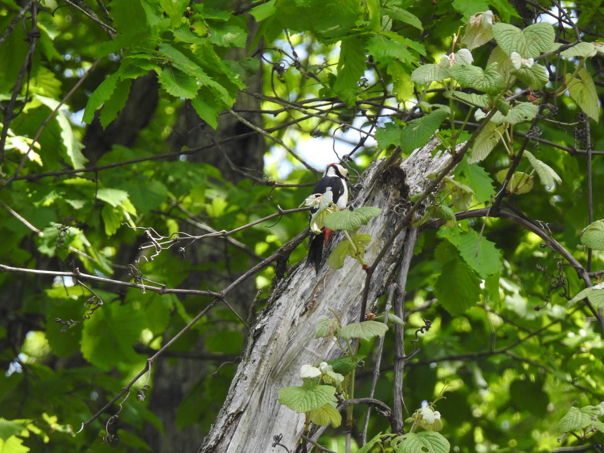 Great Spotted Woodpecker