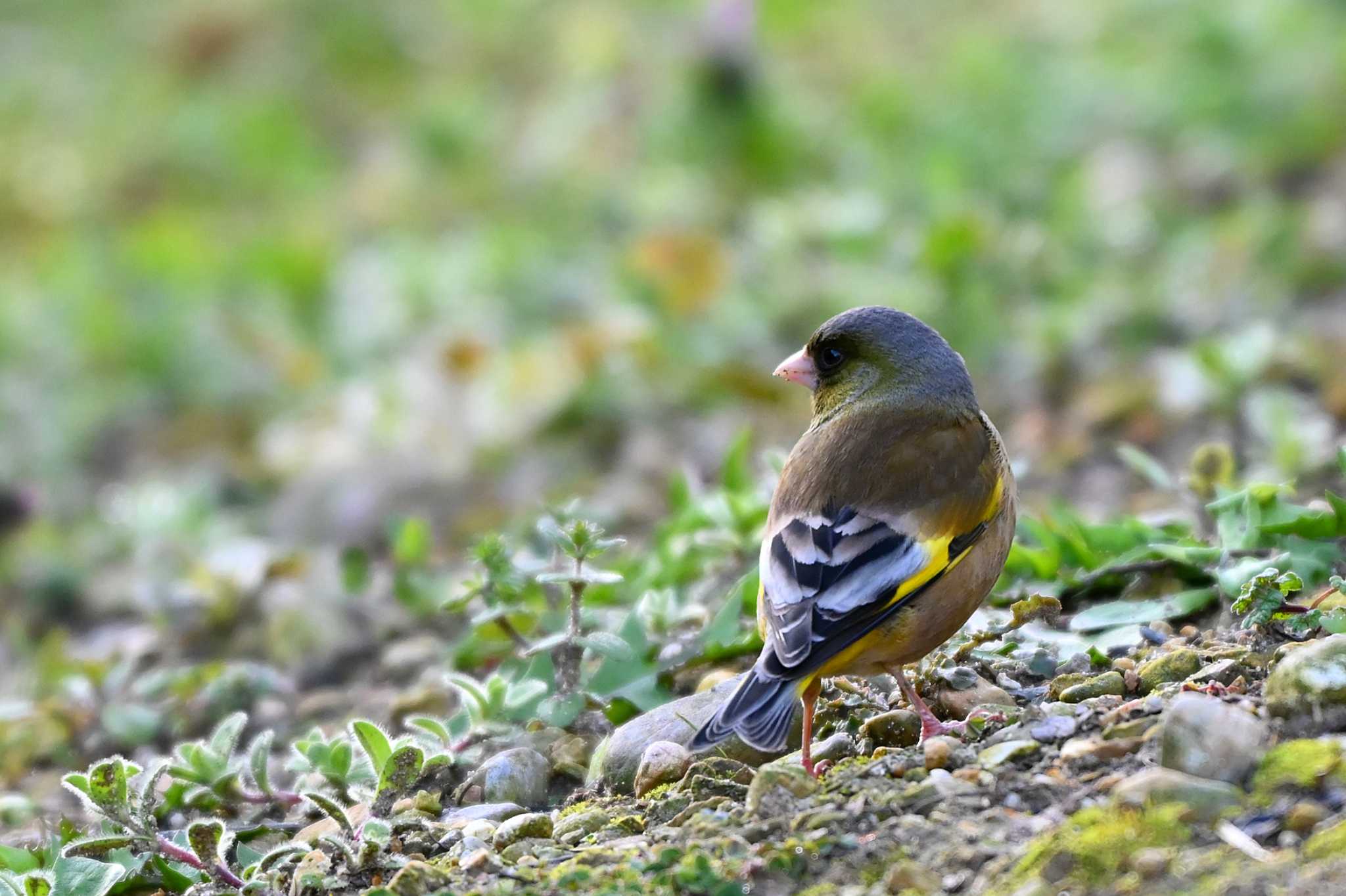 Photo of Grey-capped Greenfinch at 加木屋緑地 by ポッちゃんのパパ