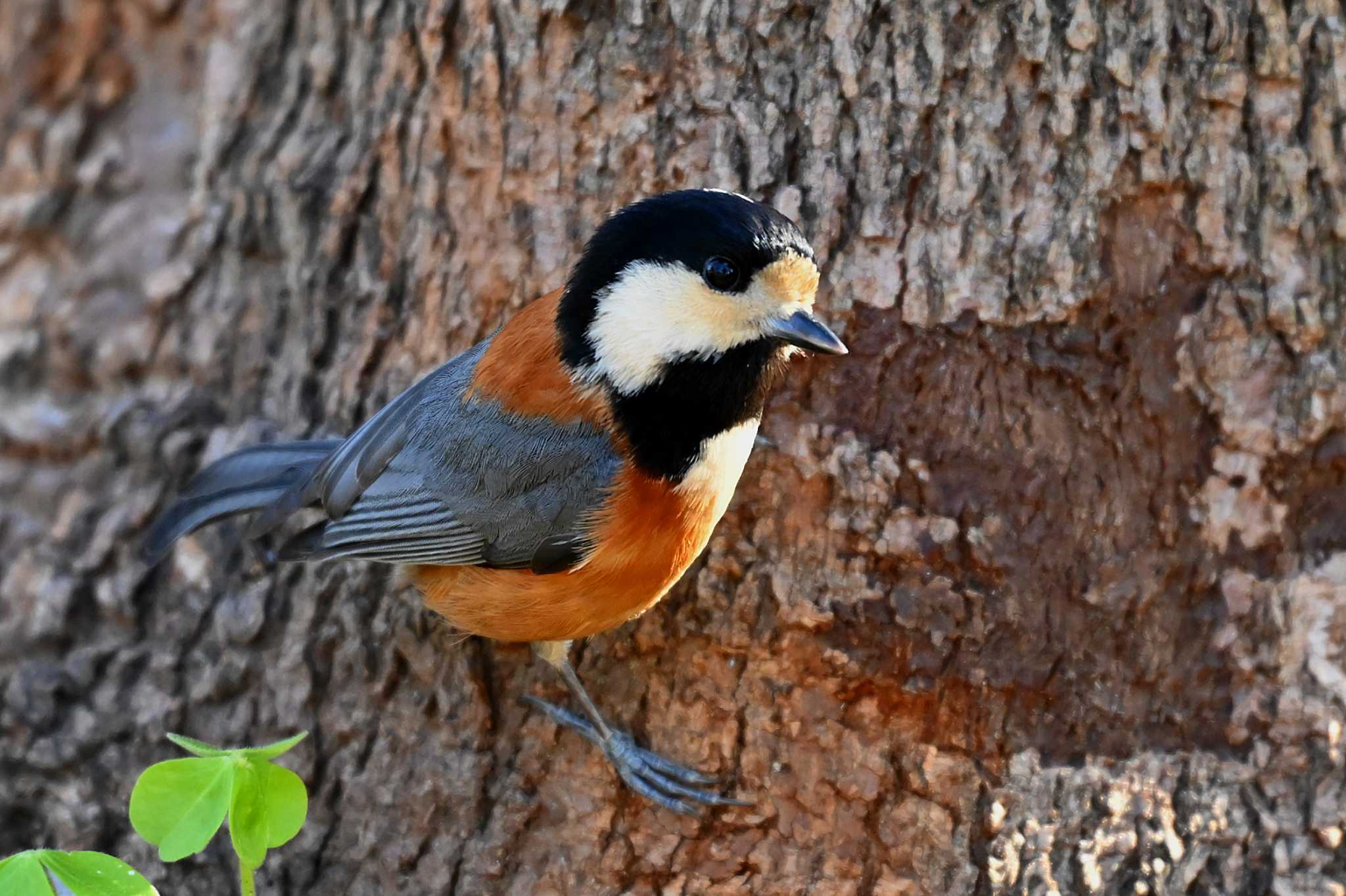 Photo of Varied Tit at 加木屋緑地 by ポッちゃんのパパ