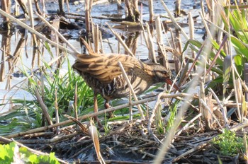 Mon, 3/4/2024 Birding report at 上谷沼調整池