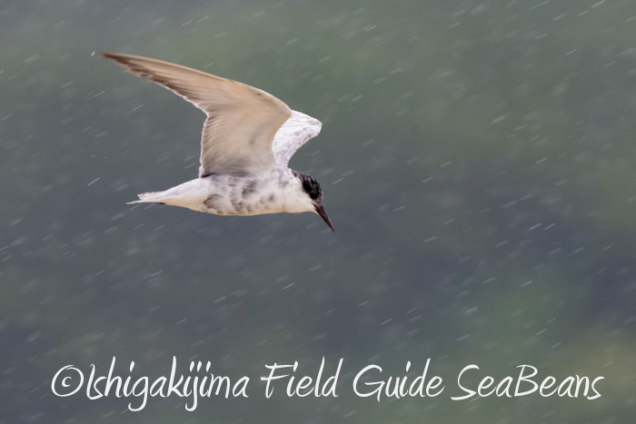 Whiskered Tern