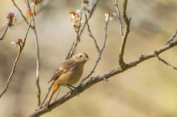 Daurian Redstart Kitamoto Nature Observation Park Thu, 2/29/2024