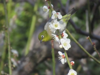 Warbling White-eye Showa Kinen Park Sun, 3/3/2024