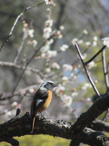 Daurian Redstart Showa Kinen Park Sun, 3/3/2024