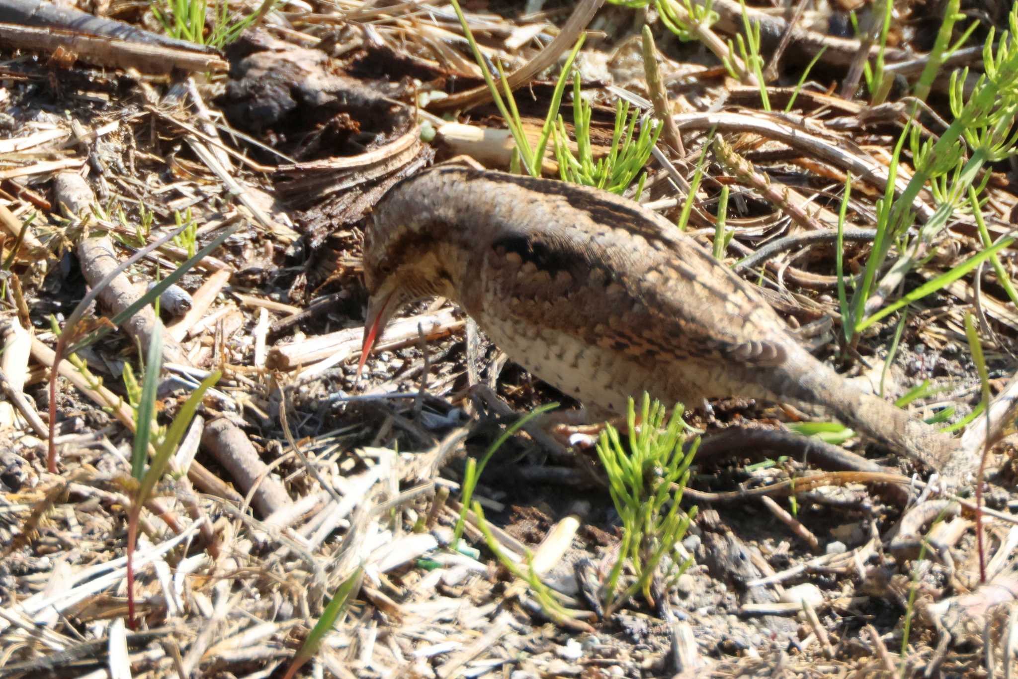 Eurasian Wryneck