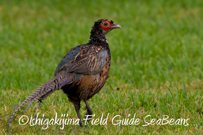 Common Pheasant