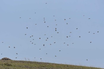 Pere David's Snowfinch 中央ゴビ Wed, 8/23/2023