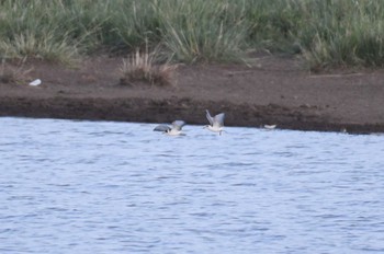 White-winged Tern 中央ゴビ Wed, 8/23/2023