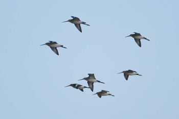 Black-tailed Godwit 中央ゴビ Wed, 8/23/2023