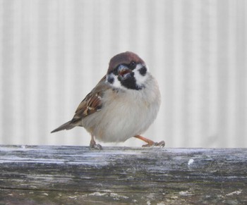 スズメ 河口湖花鳥園 2024年2月12日(月)