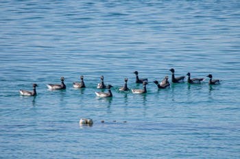 Brant Goose 志津川湾 Sun, 2/18/2024