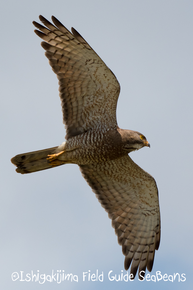 Grey-faced Buzzard