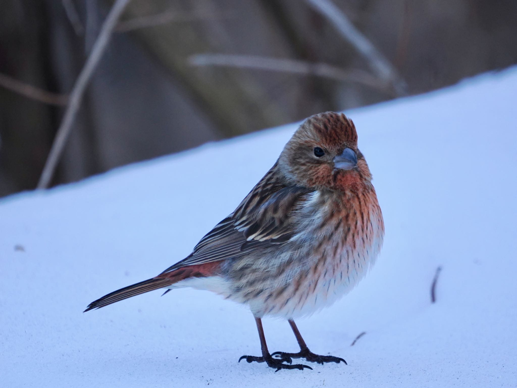 Pallas's Rosefinch