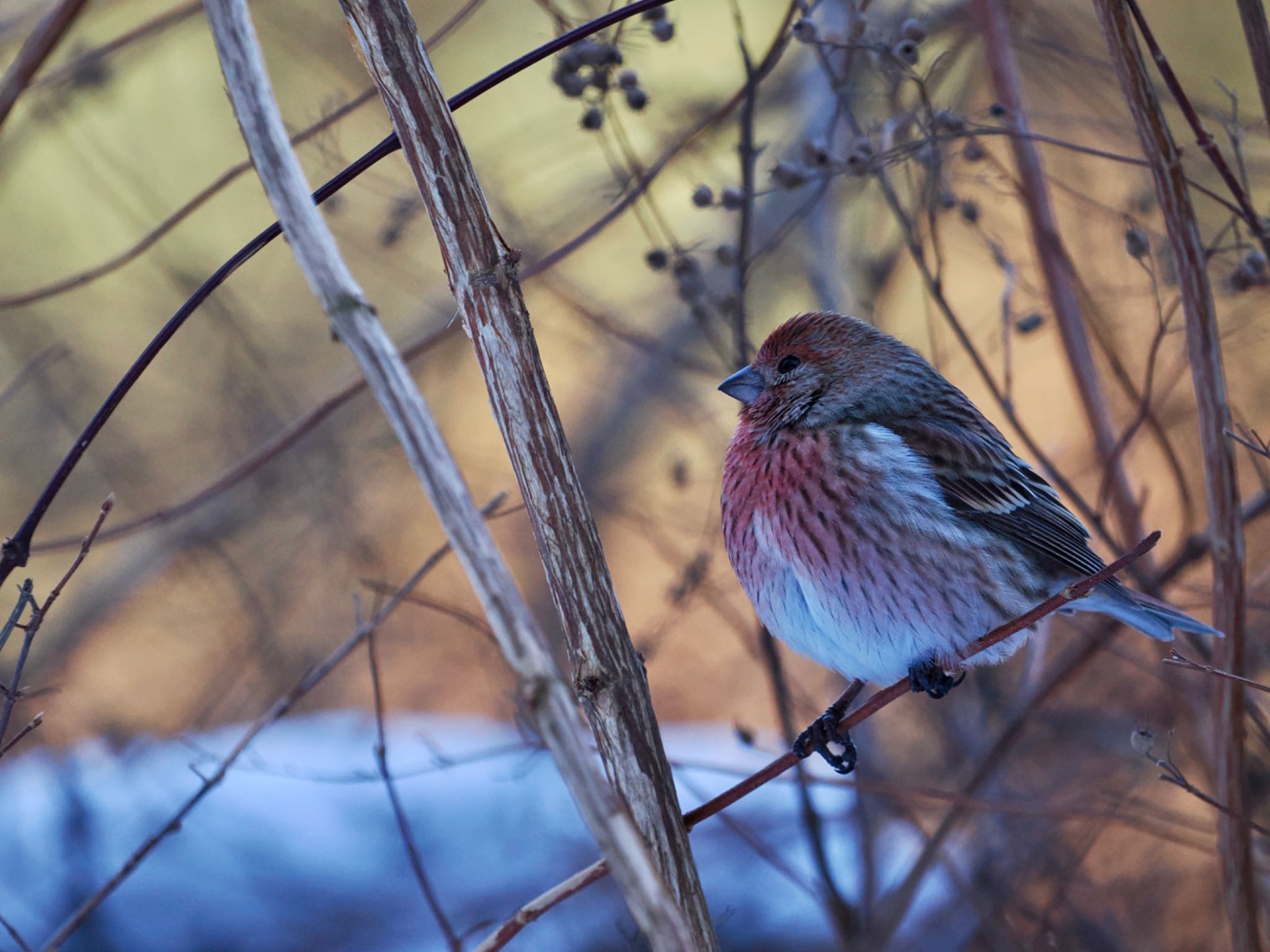 Pallas's Rosefinch