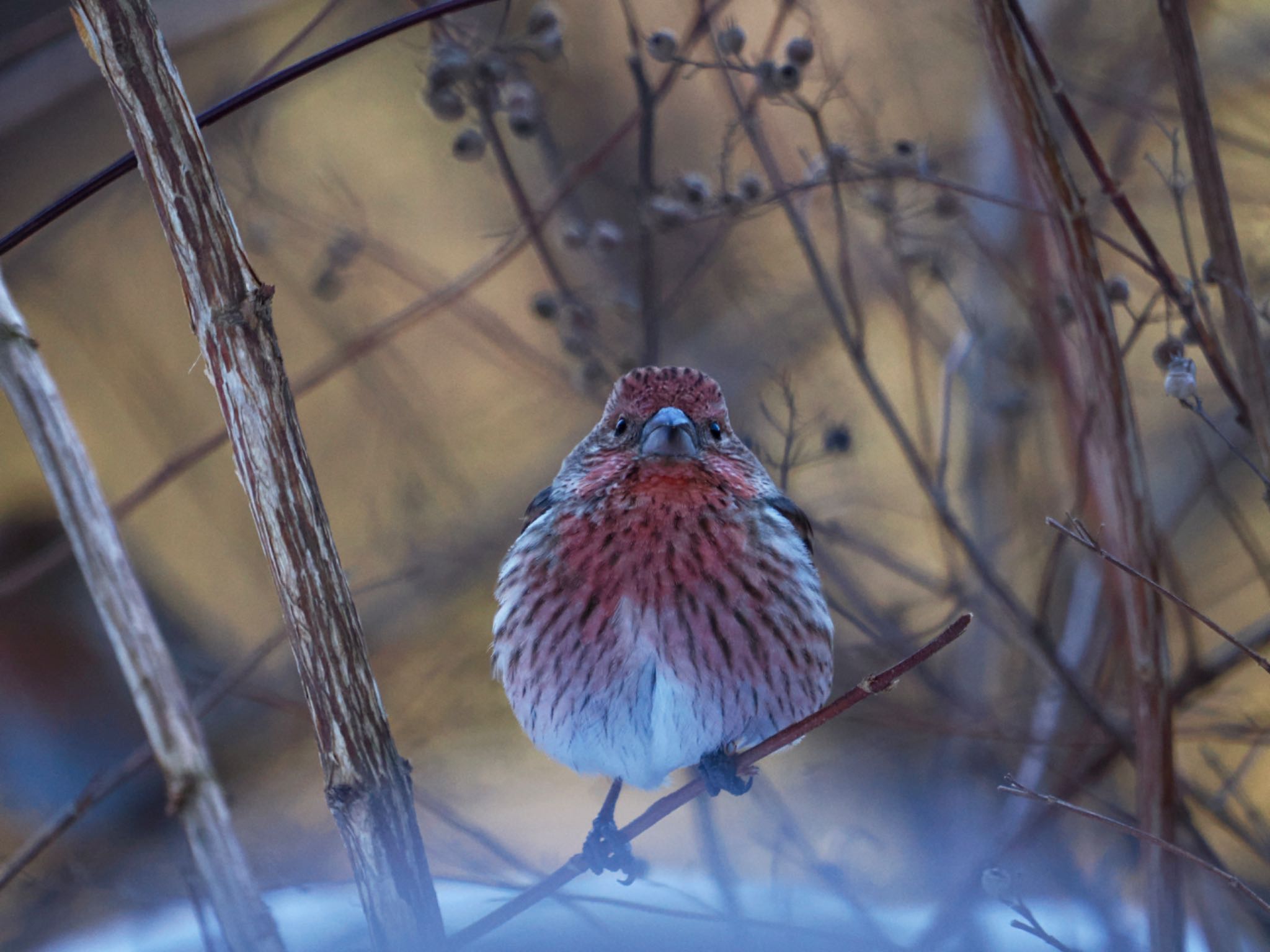 Pallas's Rosefinch