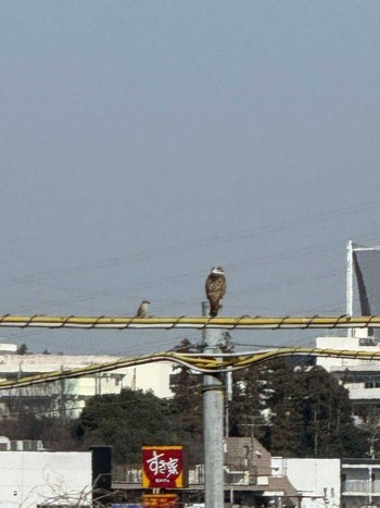 Bull-headed Shrike 鶴見川 Mon, 3/4/2024