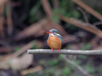 Common Kingfisher 横浜市立金沢自然公園 Tue, 3/5/2024