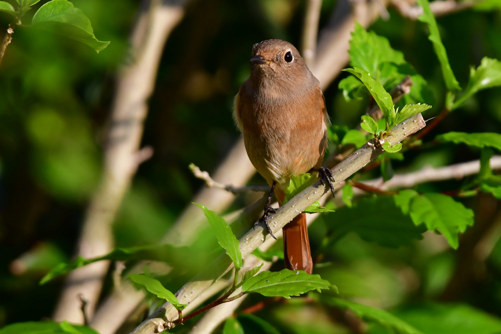 Daurian Redstart