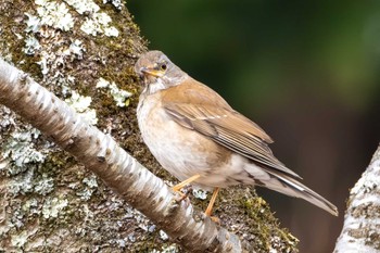 Pale Thrush 桜山 Tue, 3/5/2024