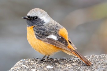 Daurian Redstart 桜山 Tue, 3/5/2024