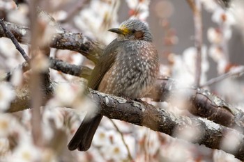 Brown-eared Bulbul 桜山 Tue, 3/5/2024