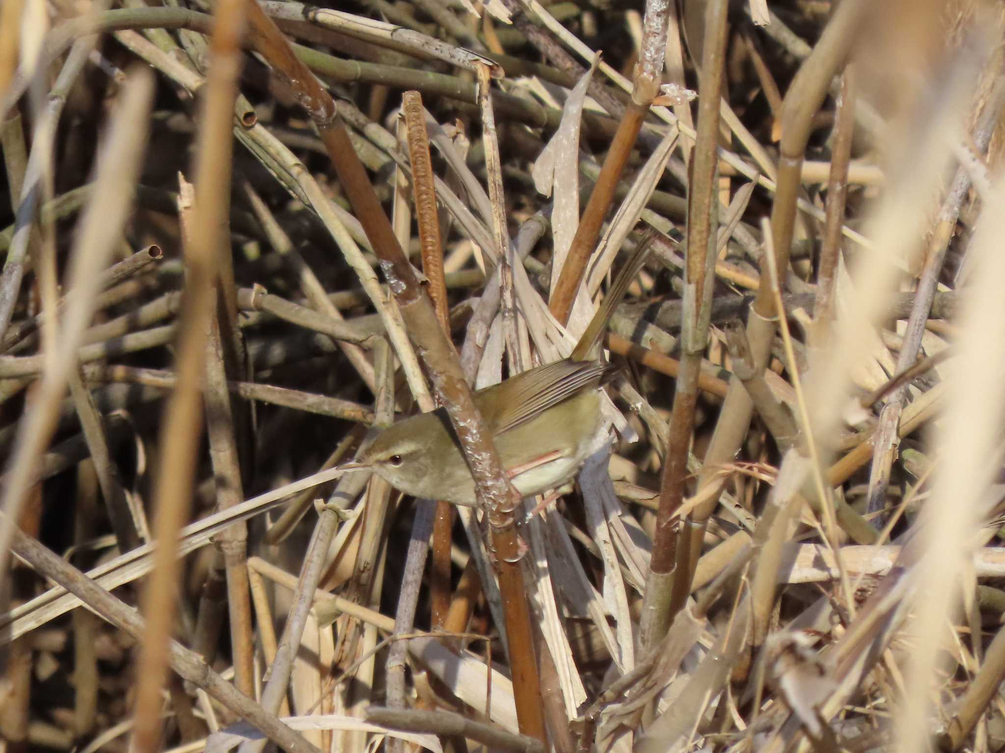 Japanese Bush Warbler