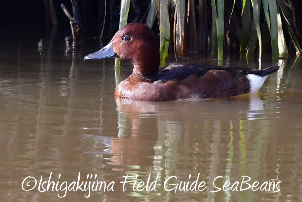 Photo of Ferruginous Duck at Ishigaki Island by 石垣島バードウオッチングガイドSeaBeans