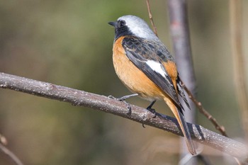 Daurian Redstart 大阪 淀川河川公園 Sun, 3/3/2024