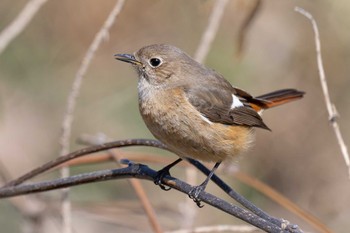 Daurian Redstart Kasai Rinkai Park Mon, 3/4/2024