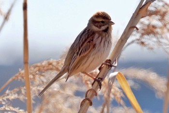 Common Reed Bunting 荒川・砂町水辺公園(東京都江東区) Sun, 3/3/2024