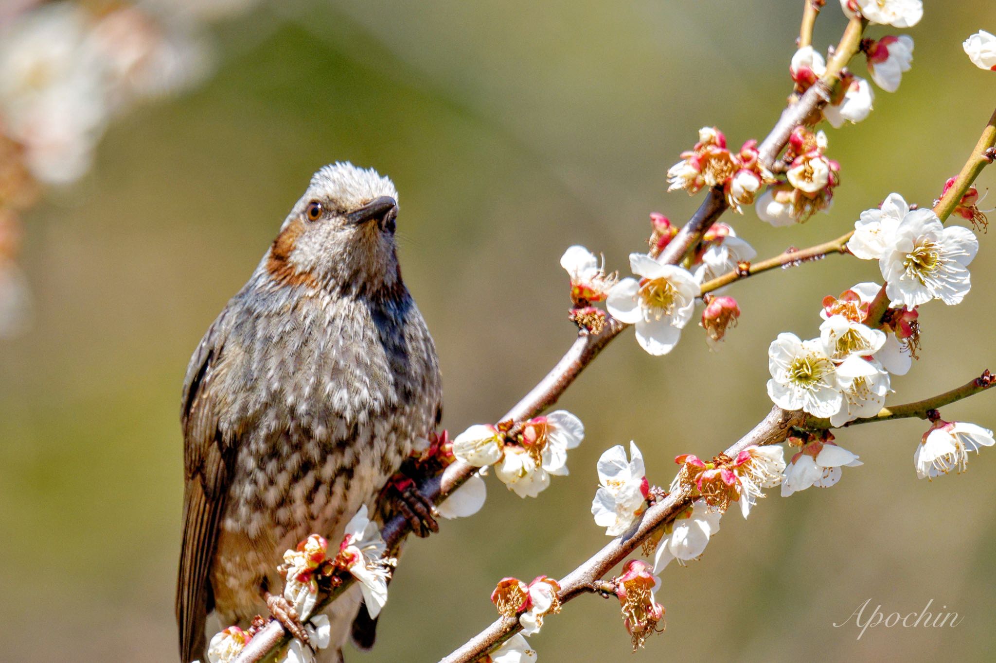 Brown-eared Bulbul