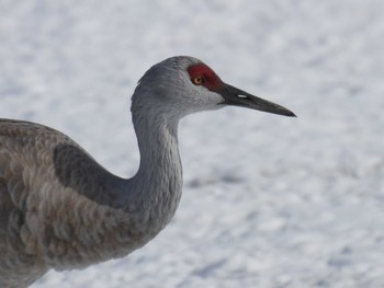 Sandhill Crane 鶴居村 Sun, 2/25/2024