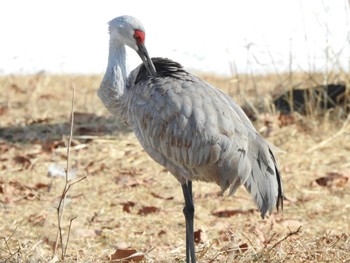 Sun, 2/25/2024 Birding report at 鶴居村