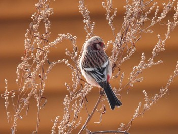 Siberian Long-tailed Rosefinch 鶴居村 Sun, 2/25/2024