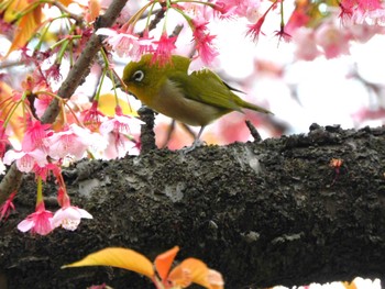 メジロ 平和の森公園、妙正寺川 2024年3月5日(火)