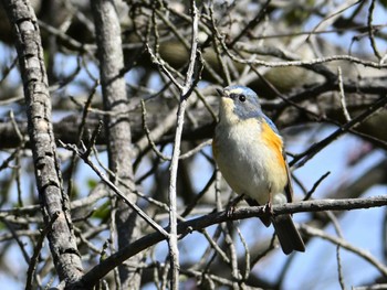 ルリビタキ 馬見丘陵公園 2024年3月2日(土)