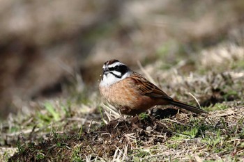 Meadow Bunting Arima Fuji Park Sun, 3/3/2024