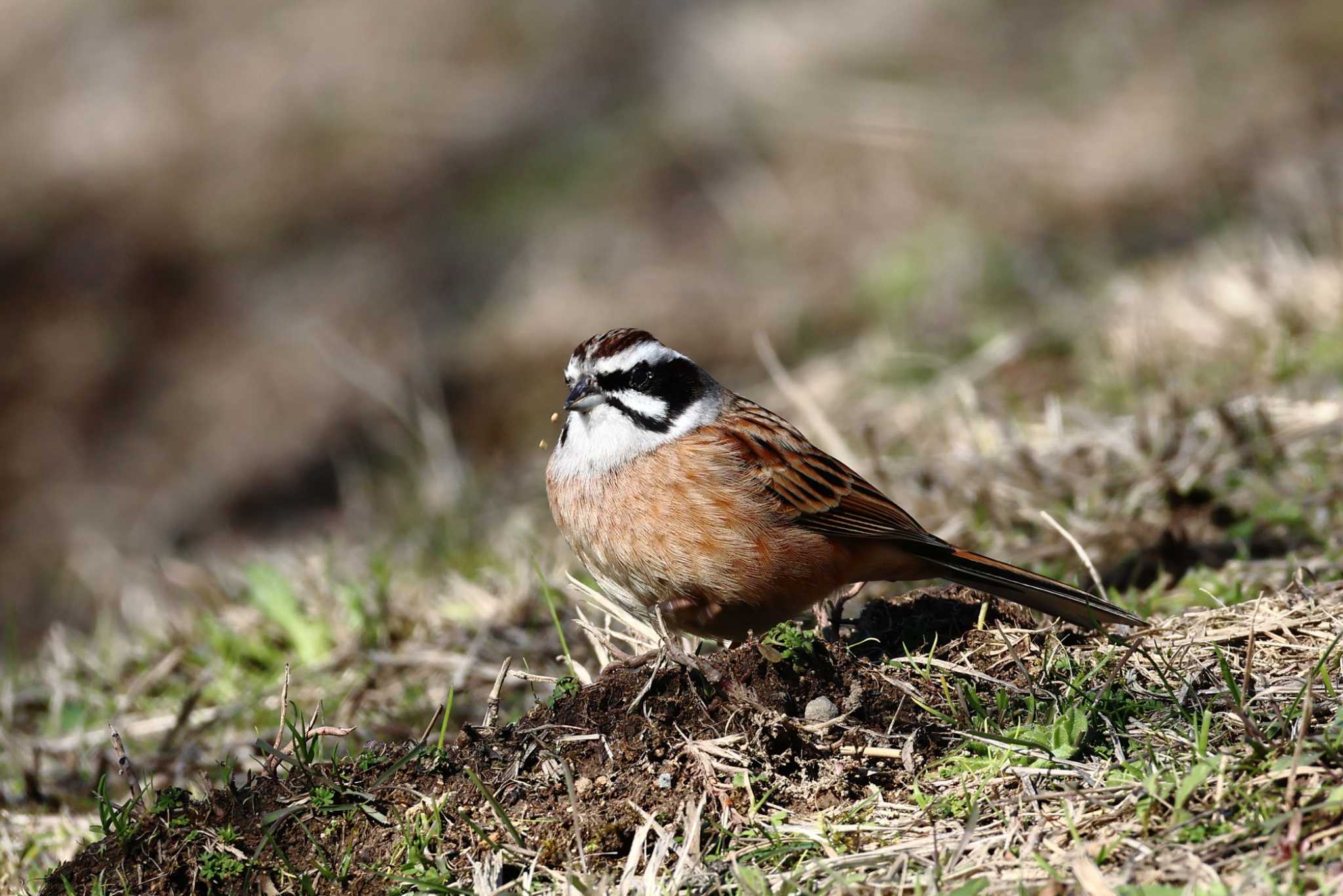 Photo of Meadow Bunting at Arima Fuji Park by いわな