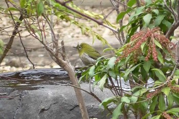 メジロ 航空公園 2024年3月5日(火)