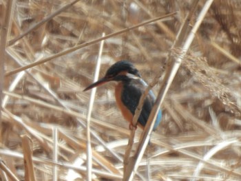 Common Kingfisher 21世紀の森と広場(千葉県松戸市) Sat, 3/2/2024