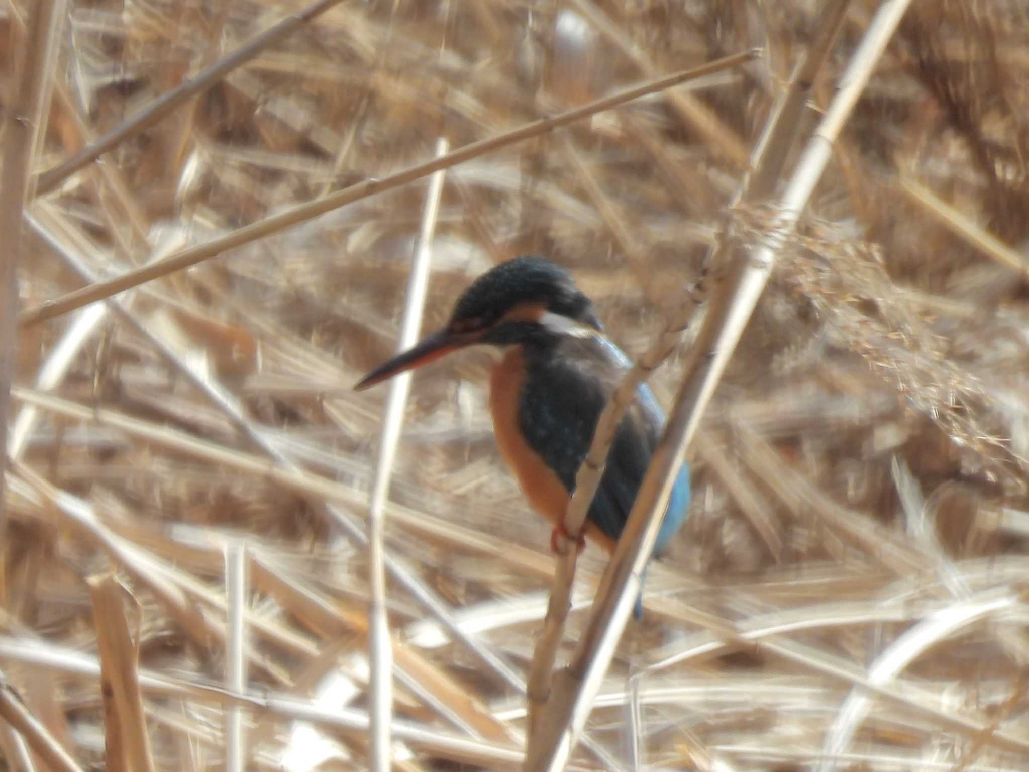 カワセミ