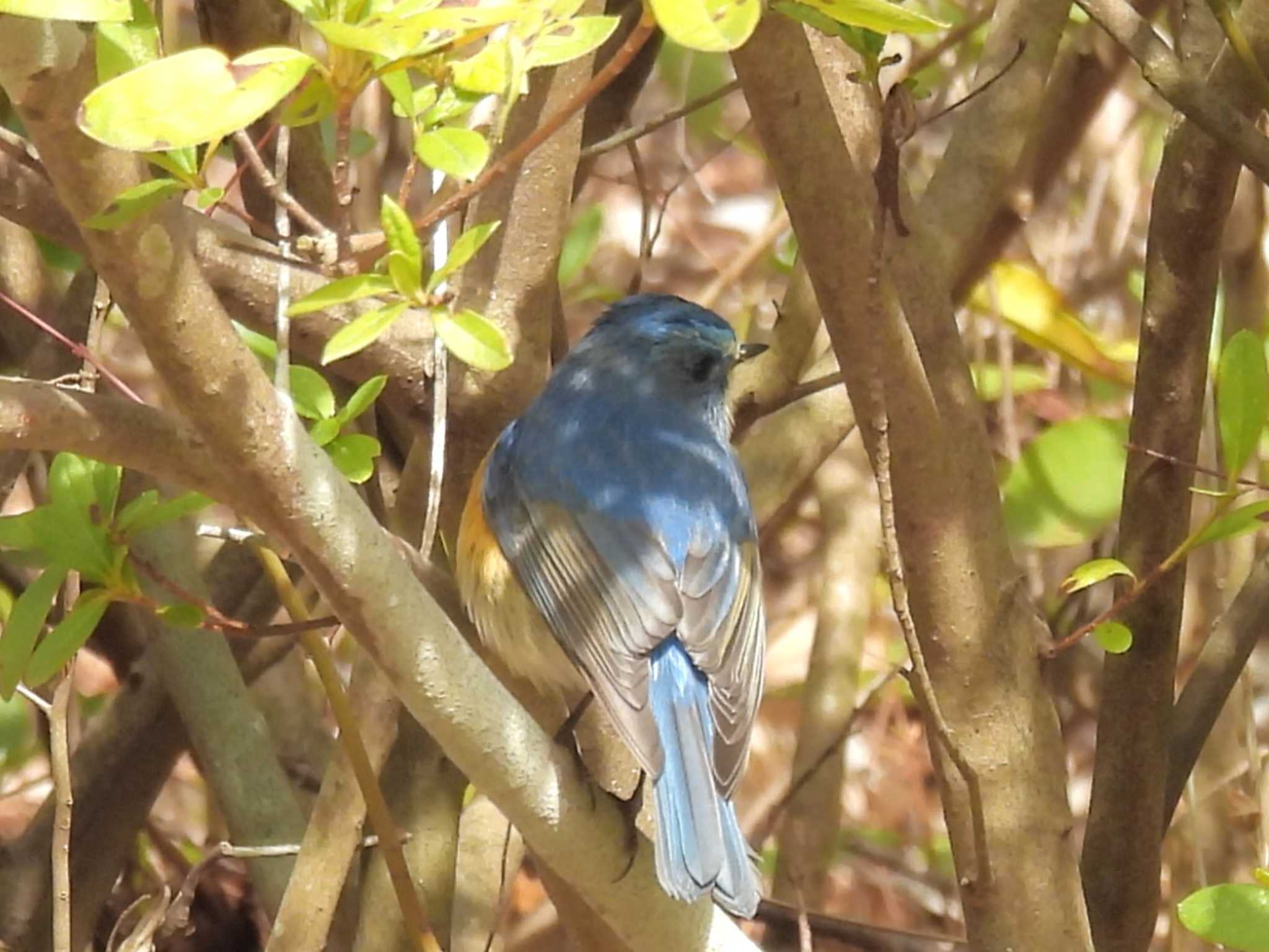 Photo of Red-flanked Bluetail at 21世紀の森と広場(千葉県松戸市) by ゆりかもめ