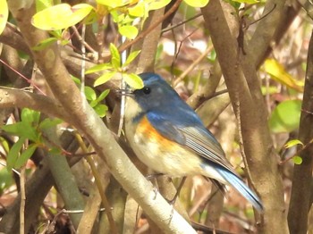 Red-flanked Bluetail 21世紀の森と広場(千葉県松戸市) Sat, 3/2/2024