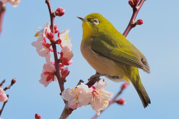 Warbling White-eye 湯河原梅林 Sat, 2/24/2024