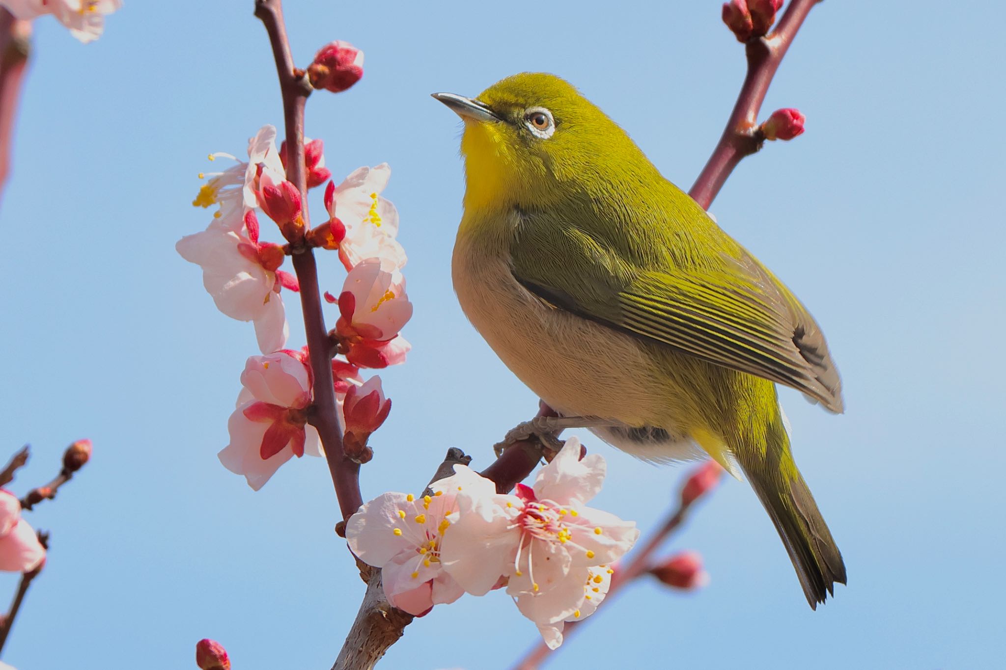 Warbling White-eye