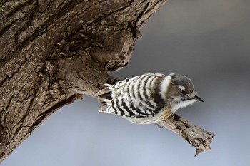 Japanese Pygmy Woodpecker Makomanai Park Tue, 3/5/2024