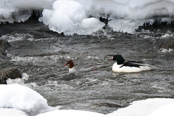 Common Merganser 真駒内川 Tue, 3/5/2024