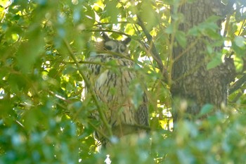 Long-eared Owl 目久尻川 Sun, 3/3/2024