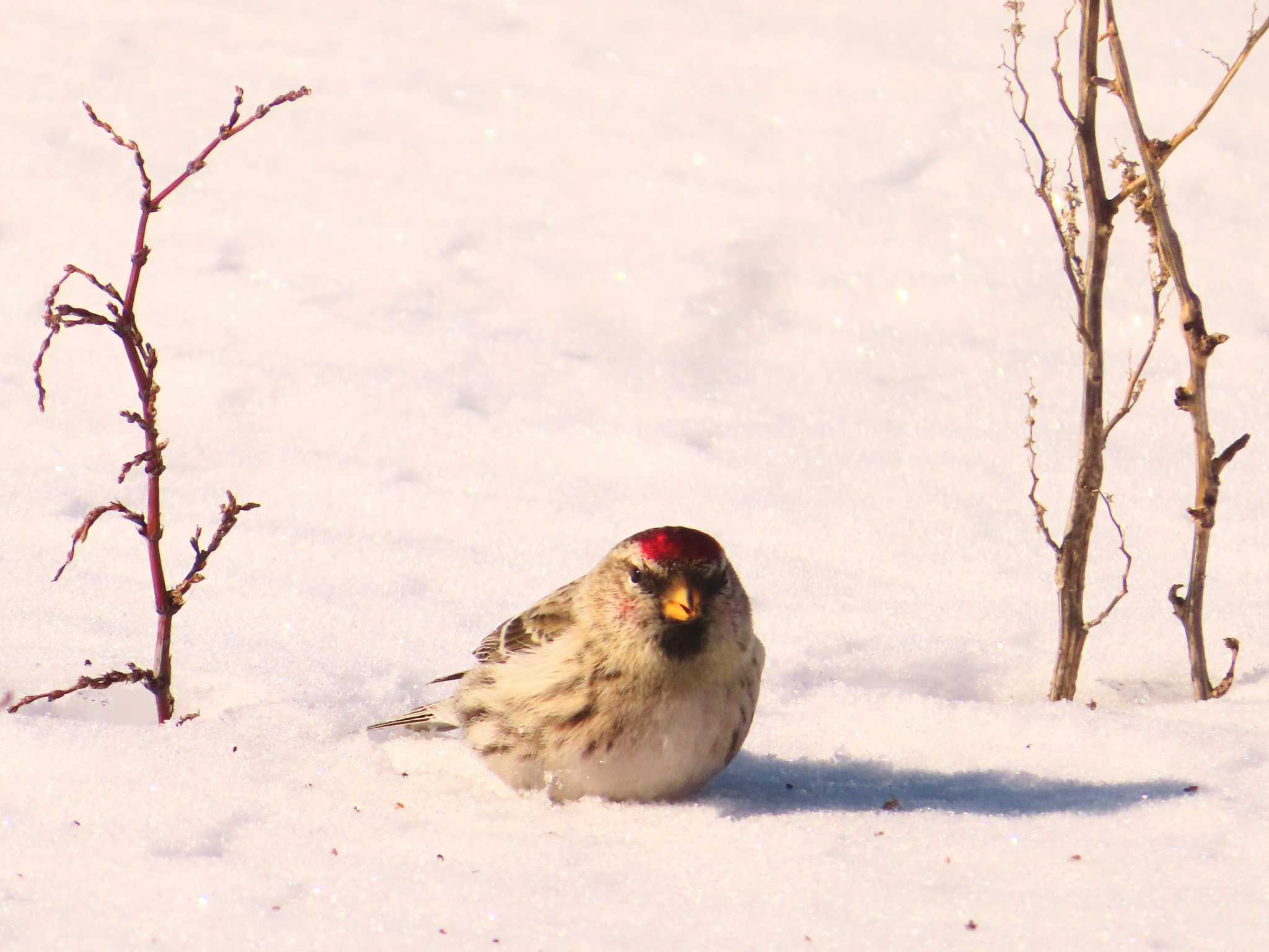 Photo of Common Redpoll at 鵡川河口 by ゆ