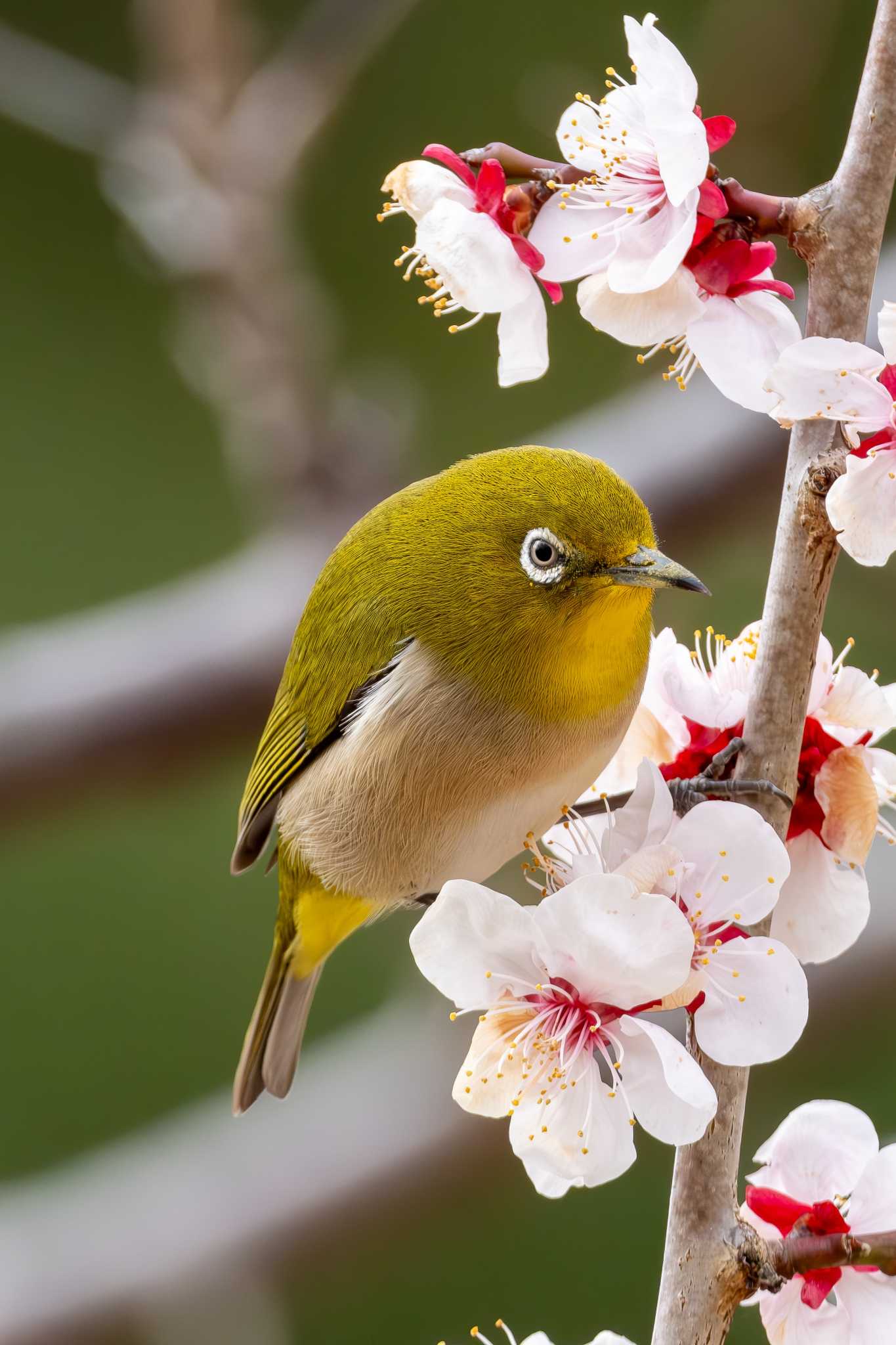 Warbling White-eye